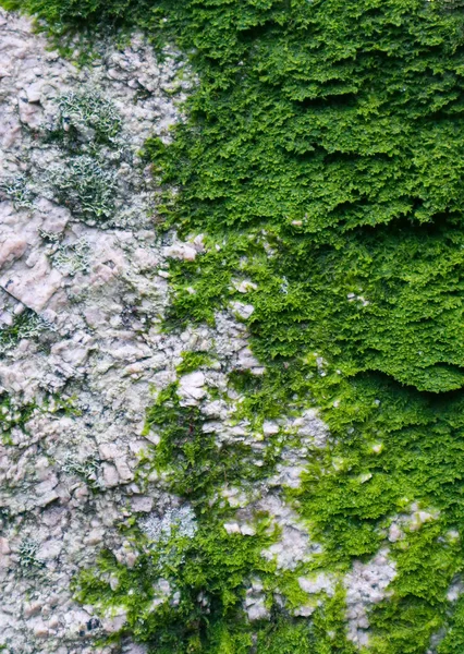 Színes Zöld Moha Textúra Világos Bokros Zuzmó Régi Szürke Kőfal — Stock Fotó