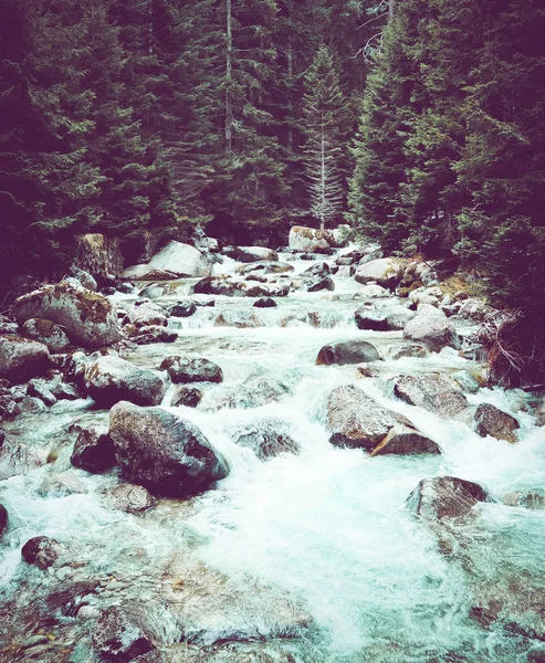 Pine tree forest river flows through the rocks. Beautiful powerful rapid steam of the mountain river flows between pebbles rocks. Nature of Balkanes, Bulgaria