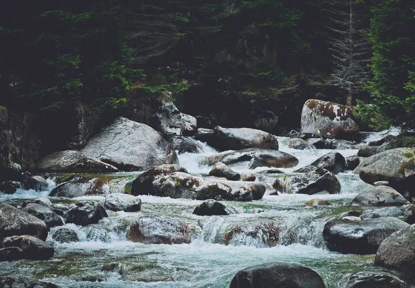 Çam ağacı orman nehir kayaların akar. Dağ Nehri'nin güzel güçlü hızlı buhar çakıl taşları arasında akar. Doğa Balkanes, Bulgaristan
