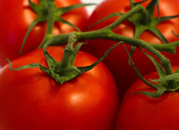 Zweig Von Frischen Roten Tomaten Foto Zeigt Eine Helle Bunte — Stockfoto