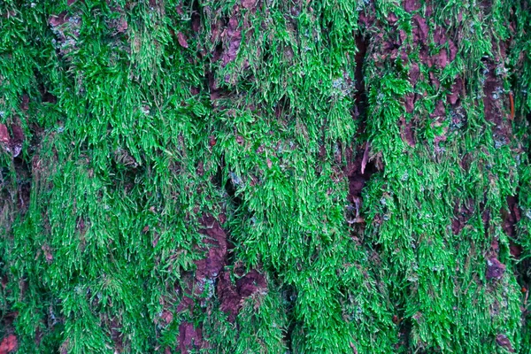 Colorful moss on the tree trunk. Photo depicting a macro view of the lichen on an old pine tree bark. Creepy forest concept, wooden texture.