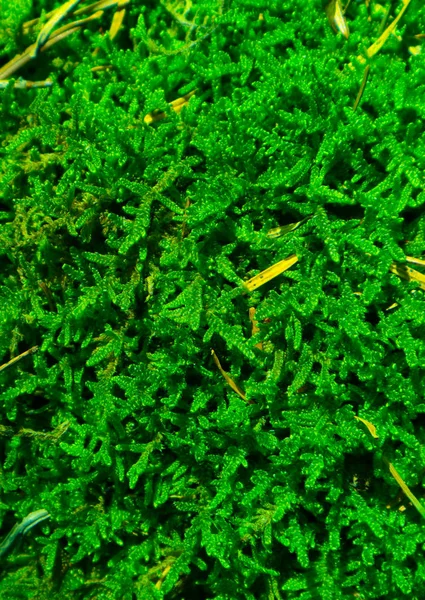 Цветной Зеленый Мох Текстуры Фото Изображающее Яркий Кустарник Мистического Лишайника — стоковое фото