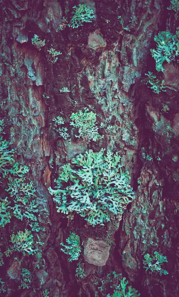Musgo Colorido Tronco Árvore Foto Retratando Uma Vista Macro Líquen — Fotografia de Stock