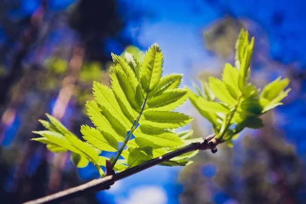 Foto Que Representa Una Vista Macro Primavera Del Brunch Del — Foto de Stock