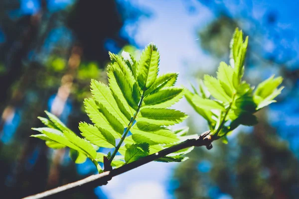 Foto Que Representa Una Vista Macro Primavera Del Brunch Del — Foto de Stock