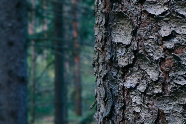 Sana gövde closeup, mistik çam ormanlarının arka planda. Çam ağacı kabuğu makroyu görüntüleme, bulanık sisli ahşap arka plan üzerine.
