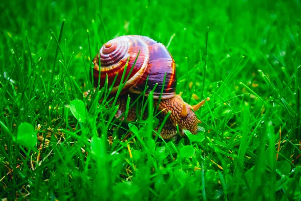 Eine Wilde Schöne Große Schnecke Mit Violettem Spiralgehäuse Spirale Garten — Stockfoto