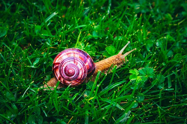 Wild Lovely Big Beautiful Snail Violet Spiral Shell Helix Garden — Stock Photo, Image