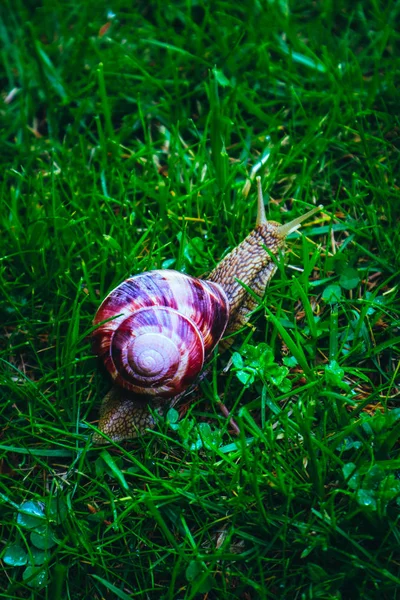 Belo Caracol Lindo Selvagem Com Concha Espiral Violeta Helix Jardim — Fotografia de Stock