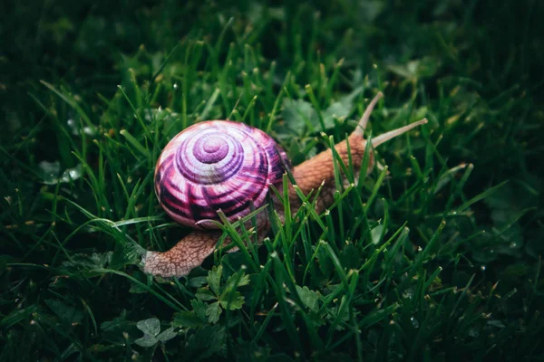 一只有着紫色螺旋壳的野可爱的大蜗牛 在花园里的螺旋 爬行在一个新鲜的绿色草 关闭视图 — 图库照片