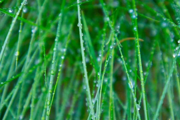 Wet colorful green grass with rain drops. Photo depicts fresh meadow grass with dew droplets. Macro view, close up.