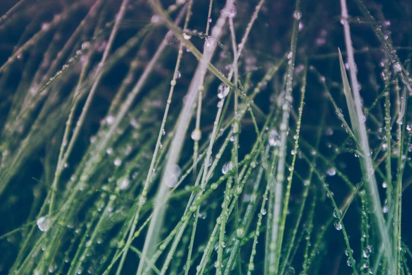 Yağmur ıslak renkli yeşil çim bırakır. Fotoğraf taze çayır çimen çiy damlacıkları ile gösterilmektedir. Makro görünümü, yakın.