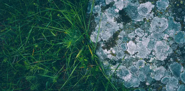 Барвистий Зелений Мохоподібний Великий Камінь Фотографія Зображенням Яскравого Кучерявого Лишайника — стокове фото