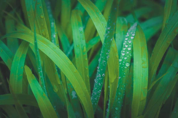 Wet colorful green grass with rain drops. Photo depicts fresh meadow grass with dew droplets. Macro view, close up.