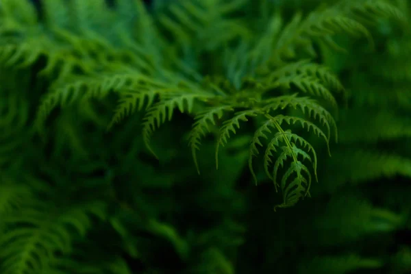 美丽多彩鲜艳的绿蕨叶背景 异国情调的蕨叶纹理在森林中特写 宏视图 — 图库照片