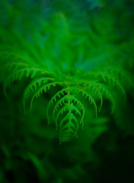 Hermoso Color Verde Brillante Helecho Hojas Fondo Exótica Textura Hoja — Foto de Stock