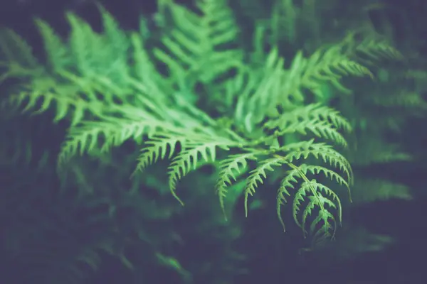 Fundo Folhas Samambaia Verde Brilhante Colorido Bonito Exótico Samambaia Frond — Fotografia de Stock