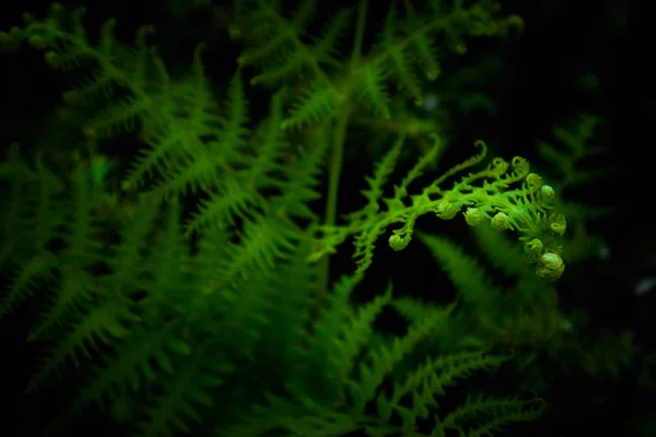 美しい色鮮やかな明るい緑のシダの葉の背景 エキゾチックなシダ葉状体葉テクスチャ マクロの表示をすぐに森の中 — ストック写真