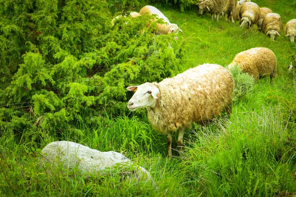 Foto Que Representa Grupo Ovejas Pastando Una Hierba Verde Paisaje —  Fotos de Stock