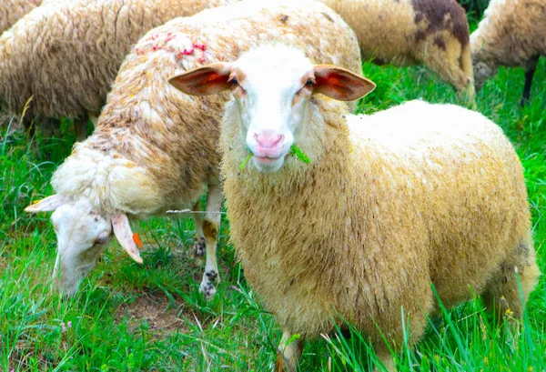 Foto Afgebeeld Een Schapen Grazen Een Groen Gras Een Rustige — Stockfoto