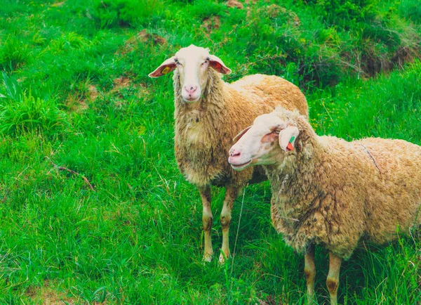 Photo Depicting Two Sheeps Graze Green Grass Mountain Peaceful Landscape — Stock Photo, Image