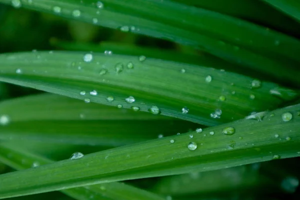Σταγόνες Υγρό Πολύχρωμο Πράσινο Γρασίδι Βροχή Φωτογραφία Απεικονίζει Λιβάδι Φρέσκο — Φωτογραφία Αρχείου