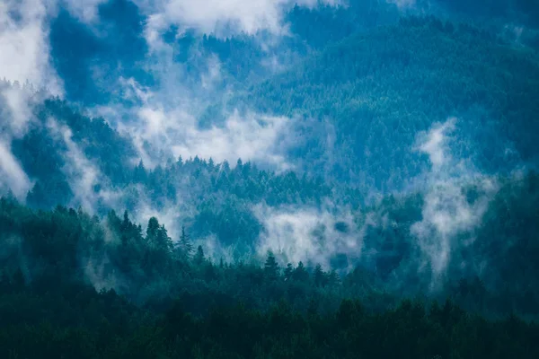 Ομιχλώδης Μυστηριακή Ορεινοι Σύννεφα Ομίχλης Πεύκο Δέντρο Μυστικιστική Ξύλα Πρωί — Φωτογραφία Αρχείου
