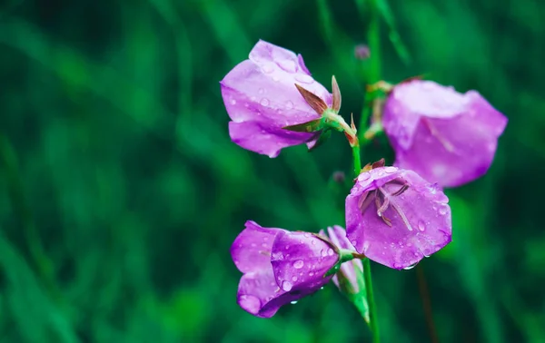 Uma Bela Flor Sino Violeta Floresta Com Gotas Orvalho Sobre — Fotografia de Stock