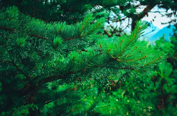 Ένα Δάσος Αλπικού Πεύκου Κλαδιά Πράσινες Βελόνες Κοντινό — Φωτογραφία Αρχείου