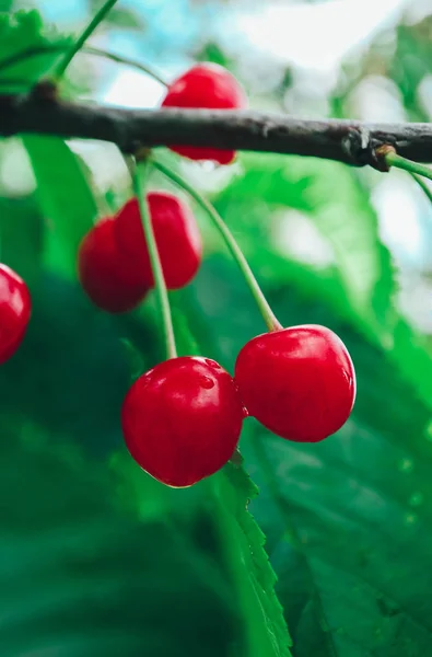 Ağaçta Vahşi Kırmızı Kiraz Meyveleri Bir Şube — Stok fotoğraf