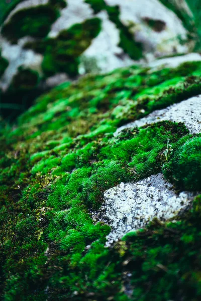 Colorful Green Mossy Big Stone Photo Depicting Bright Bushy Lichen — Stock Photo, Image