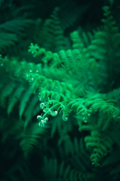 Vackra Färgglada Ljus Grön Ormbunke Löv Bakgrund Exotiska Ormbunke Ormbunksblad — Stockfoto