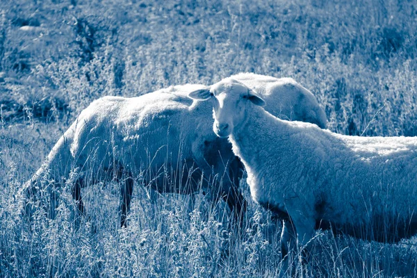 Owce Pasące Się Zielonej Trawie Głowa Zbliżenie Portret Głowa Jagnię — Zdjęcie stockowe