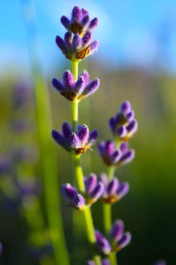 Güzel menekşe vahşi lavanta çayır zemin. Bir alanı bir Fransız provence, çiçek açan mor lavandula otlar makro.
