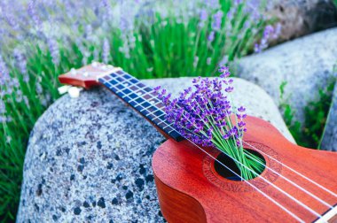 Lavanta sahada bir ukulele gitar kapatın. Müzik ve doğa kavramı.