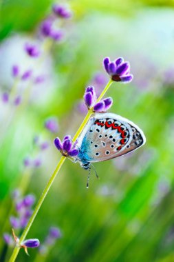 Güzel bir kelebek lavanta alan, makro görünümü, kırsal yaşam kavramı.