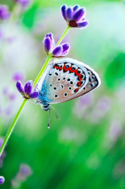 Güzel bir kelebek lavanta alan, makro görünümü, kırsal yaşam kavramı.