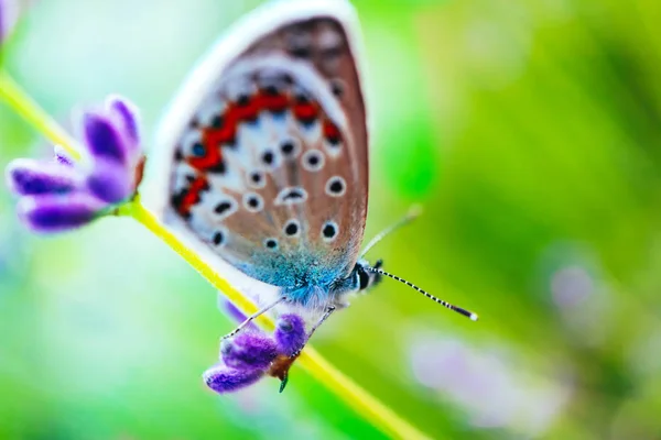 Beau Papillon Sur Champ Lavande Vue Macro Concept Vie Campagne — Photo