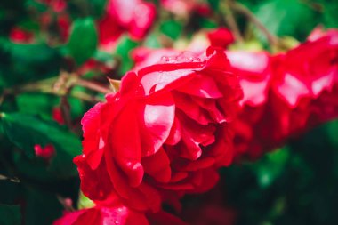 Güzel renkli zencefil gül çiçek çiçek açan çiçek. Fotoğraf narin parlak yabani gül çiçek bush gösteriyor. Yakın, makroyu görüntüleme.