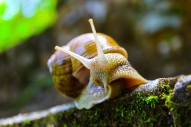 Orman, yeşil doğal yosunlu arka plan, makro görünümü bir salyangoz. Büyük bir vahşi güzel sarmal spiral kabuğu ile.