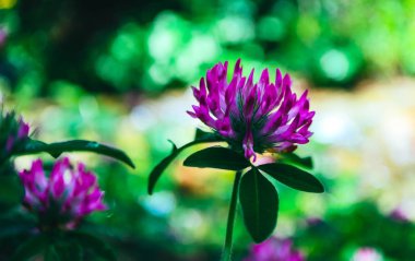 Fotoğraf mor yonca çiçek çayır yapraklarda ile renkli bir görüntü tasvir. Pembe yonca çiçek yakın görünümü, yeşil doğal arka plan bulanık.