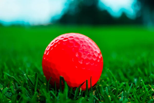 Golf pink ball in a thick green grass course, trees and blue sky blurred background, close up view.