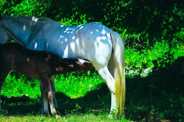 Belo Cavalo Branco Alimentando Potro Com Leite Verão Fundo Natural — Fotografia de Stock