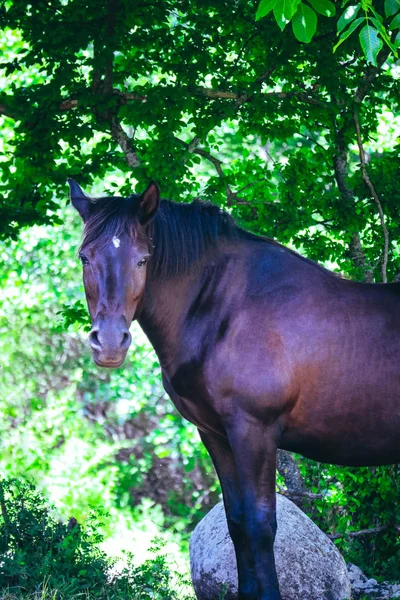 Cavalo Negro Olhando Para Grama Verde Campo Sob Árvore Tempo — Fotografia de Stock