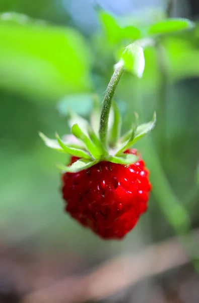 Morango Maduro Vermelho Selvagem Vapor Uma Floresta Verde Visão Macro — Fotografia de Stock