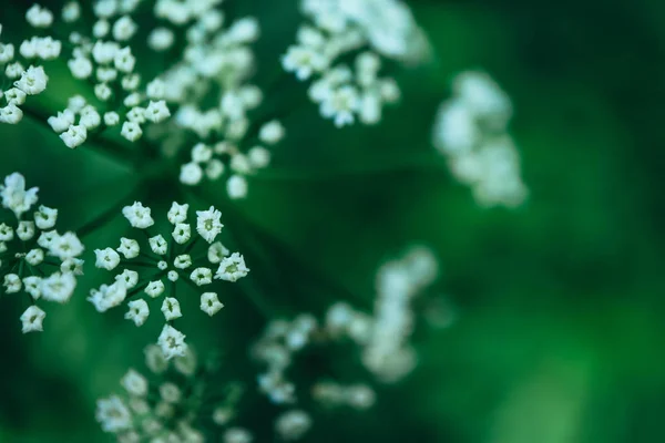 Fond Naturel Vert Abstrait Fond Bokeh Fleur Blanche — Photo