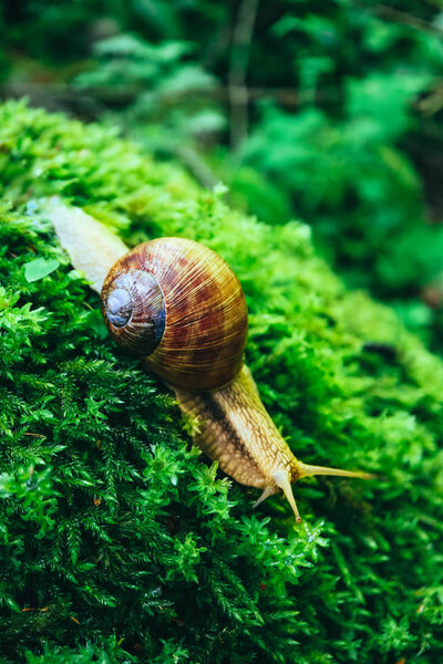 Улитка в лесу, зеленый кошачий естественный фон, макро вид. Большой дикий красивый шлем со спиральным панцирем
.
