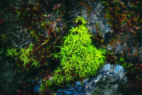 Textura Musgo Verde Colorido Foto Retratando Líquen Arbustivo Brilhante Uma — Fotografia de Stock