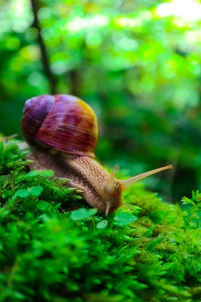 Snail Forest Green Mossy Natural Background Macro View Big Wild — Stock Photo, Image
