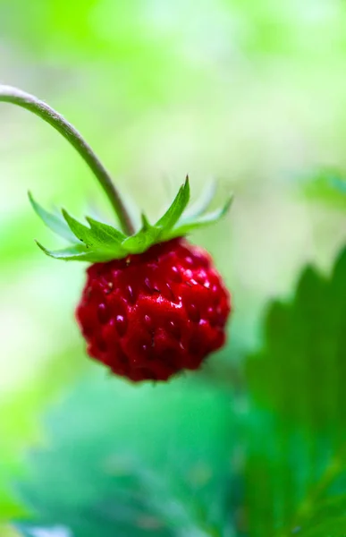 Morango Maduro Vermelho Selvagem Vapor Uma Floresta Verde Visão Macro — Fotografia de Stock